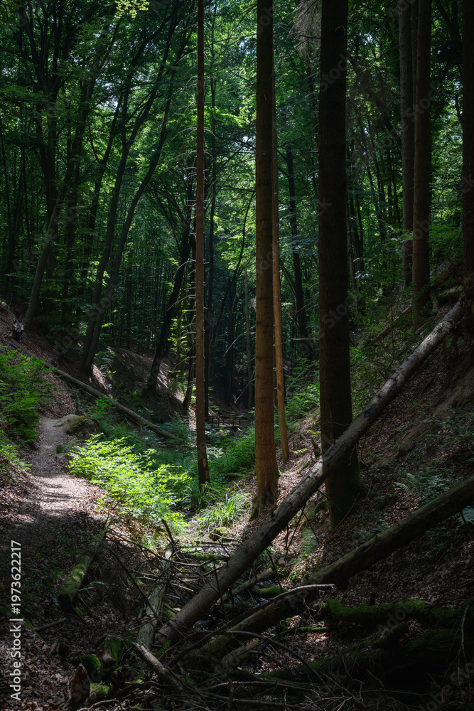 Fototapeta premium Path through the forest blocked by fallen trees.