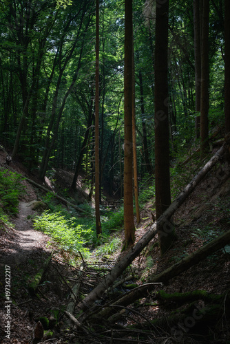 Path through the forest blocked by fallen trees.