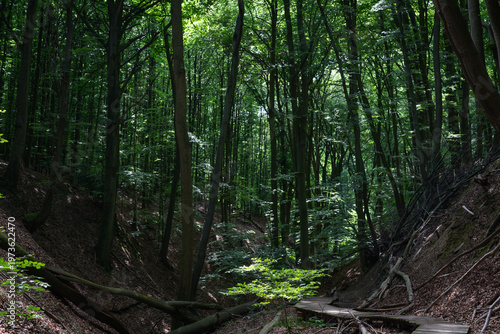A narrow path through a dense, summery forest.