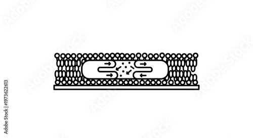 Cell membrane transport mechanism, molecule diffusion across lipid bilayer