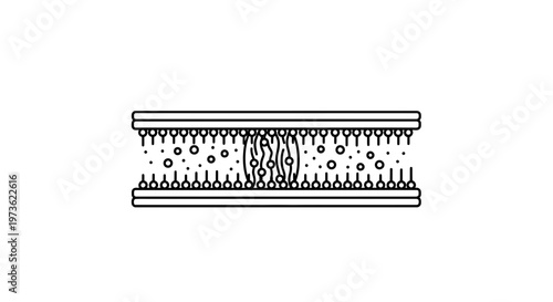 Cell Membrane Structure: Lipid Bilayer with Embedded Proteins and Transport