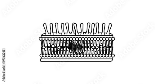 Cell Membrane Structure: Phospholipid Bilayer with Embedded Proteins