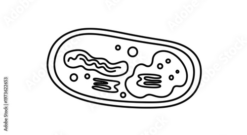 Chloroplast Diagram: Simplified Outline of Plant Cell Organelle for Biology Education