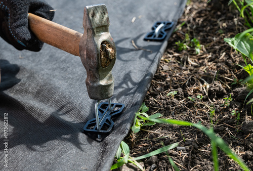 A person wearing boots and gloves is kneeling on the ground on a flower bed installing black weed fabric using galvanized steel pegs and a mallet. Concept image for DIY landscaping, weed protection.