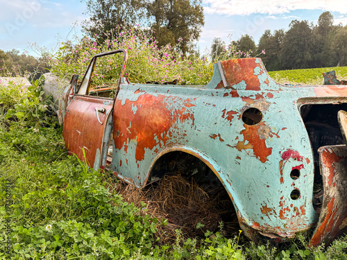 Abandoned vintage Mini Cooper overtaken by vegetation in rural Chile