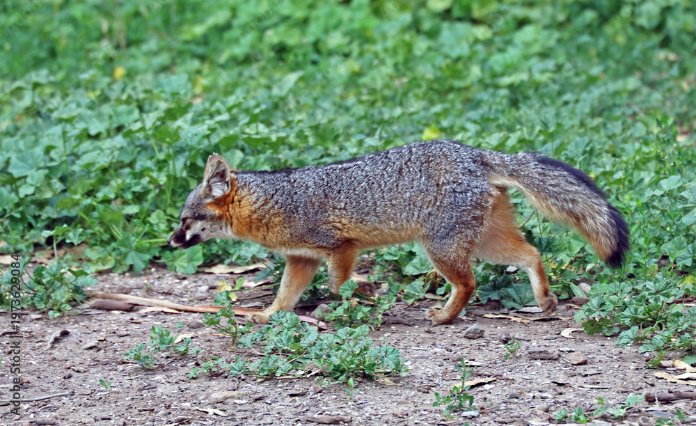 Obraz premium The Channel Islands fox is a species unique to California's Channel Islands off Santa Barbara