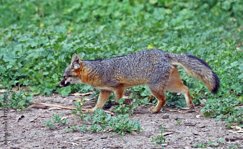 The Channel Islands fox is a species unique to California's Channel Islands off Santa Barbara