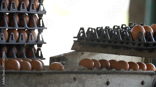 Fresh brown eggs on a collection tray in a commercial poultry farm. Industrial egg production, food supply chain, and agricultural sorting processes