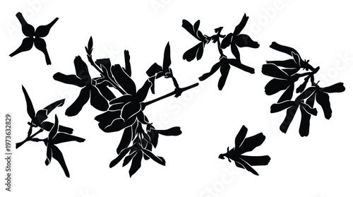 Black silhouette of jasmine flowers and branches on transparent background.