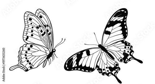 Intricate black and white line art illustration depicts pair of beautiful butterflies with detailed patterns on their delicate wings.