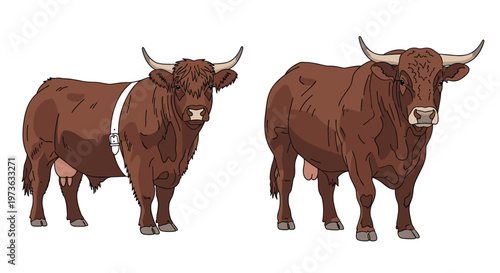 Two powerful brown bulls stand side by side on white background with one animal wearing white leather strap around its muscular body.