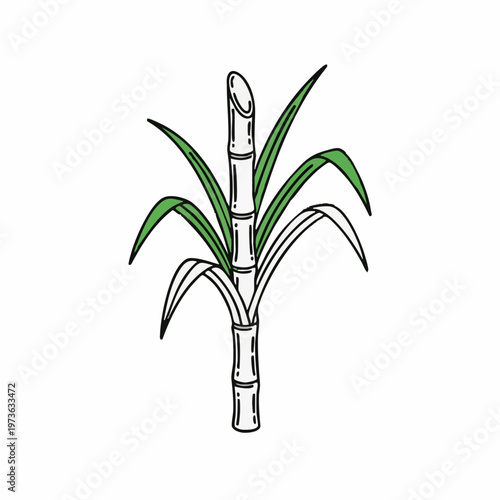 Sugarcane Plant Illustration Isolated on White Background