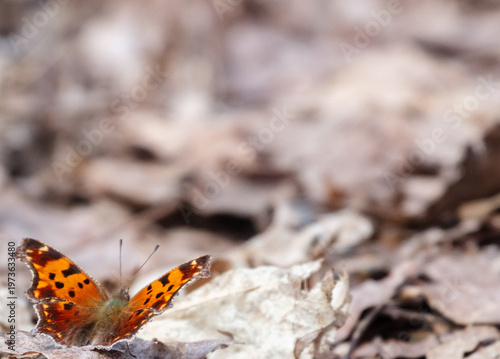 Satyr anglewing butterfly on spring forest floor