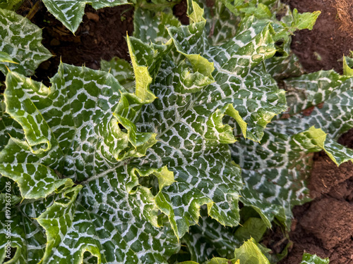 Close-up of milk thistle (Silybum marianum) leaf with distinctive white veining
