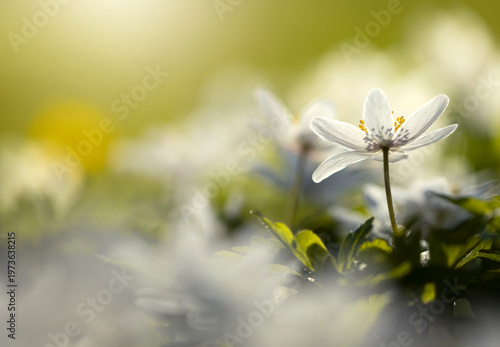 Białe zawilce gajowe kwitnące w lesie wiosną, miękkie światło słoneczne, tło natury.