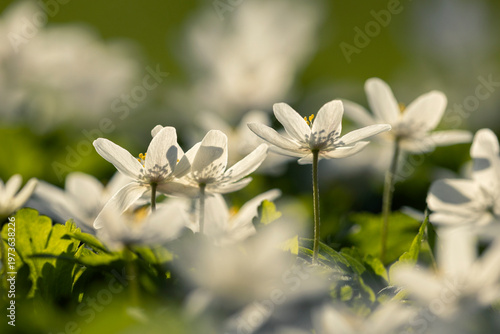 Białe zawilce gajowe kwitnące w lesie wiosną, miękkie światło słoneczne, tło natury.