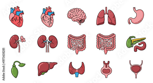 Comprehensive set of human internal organ icons including the heart, lungs, stomach, liver, kidneys, and intestines.