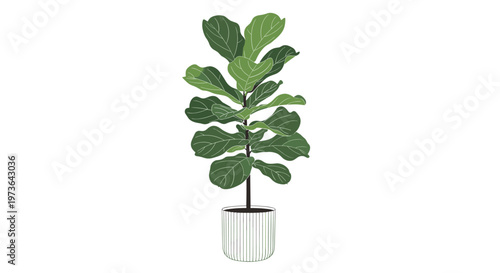 Elegant fiddle leaf fig houseplant with large vibrant green leaves planted in a stylish white ceramic pot over a plain background.