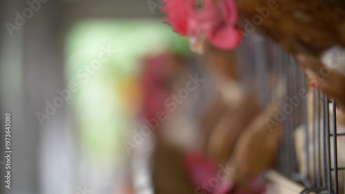 Close-up of a brown Leghorn hen with a vibrant red comb in a commercial poultry farm setting. Intensive egg production and avian livestock management detail
