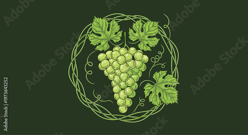 Vintage style illustration of a bunch of green grapes surrounded by vine leaves and curly tendrils on a dark green textured circle background.