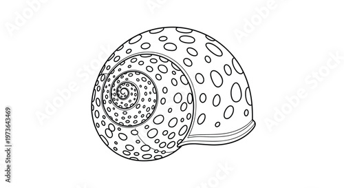 Intricate black and white line art of a spiral seashell showing detailed spotted patterns for marine themed educational or artistic projects.