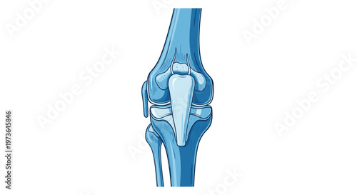 Blue-toned anatomical illustration of a human knee joint focusing on the patella and surrounding ligaments against a pristine white background in vector art.
