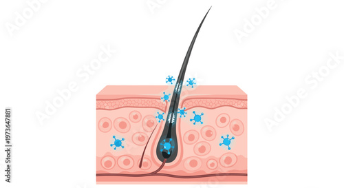 An anatomical illustration of a single hair follicle embedded in skin layers features multiple small blue virus icons surrounding the shaft for research.