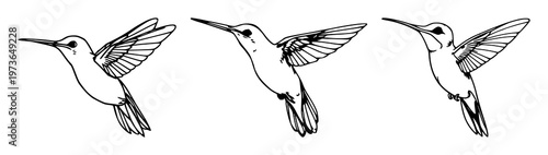 Hummingbird set with hovering sketch black line art on white background featuring bird, flight, wings with subtle shading and motion