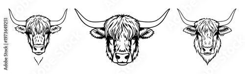 Highland cow head set with prominent horns and a black outline design featuring livestock, agriculture, farm animals with mammal and bovine aesthetics
