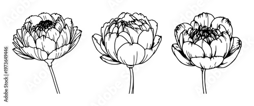 Peony flower bud set with a delicate closing bloom featuring black line art, floral elegance, and botanical details with minimal design and natural beauty
