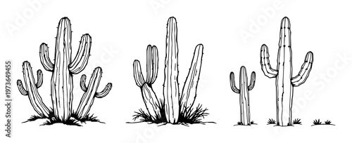 Desert cactus trio set with black line art sketches on white background featuring cactus, desert, flora with line and minimalist