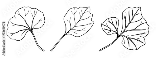 Ginkgo Biloba leaves set with elegant botanical outlines featuring nature, foliage, plants with herbal and organic elements