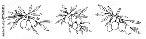 Olive branch set with black line art on white background featuring olives, tree, foliage with minimalist and botanical illustration