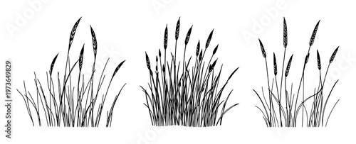 Wild prairie grass set with black line art illustration featuring nature, foliage, botanical with minimalism and organic shapes