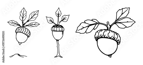 Sprouting acorn oak set with black line art on white background featuring acorn, oak, sprout with nature and growth in forest