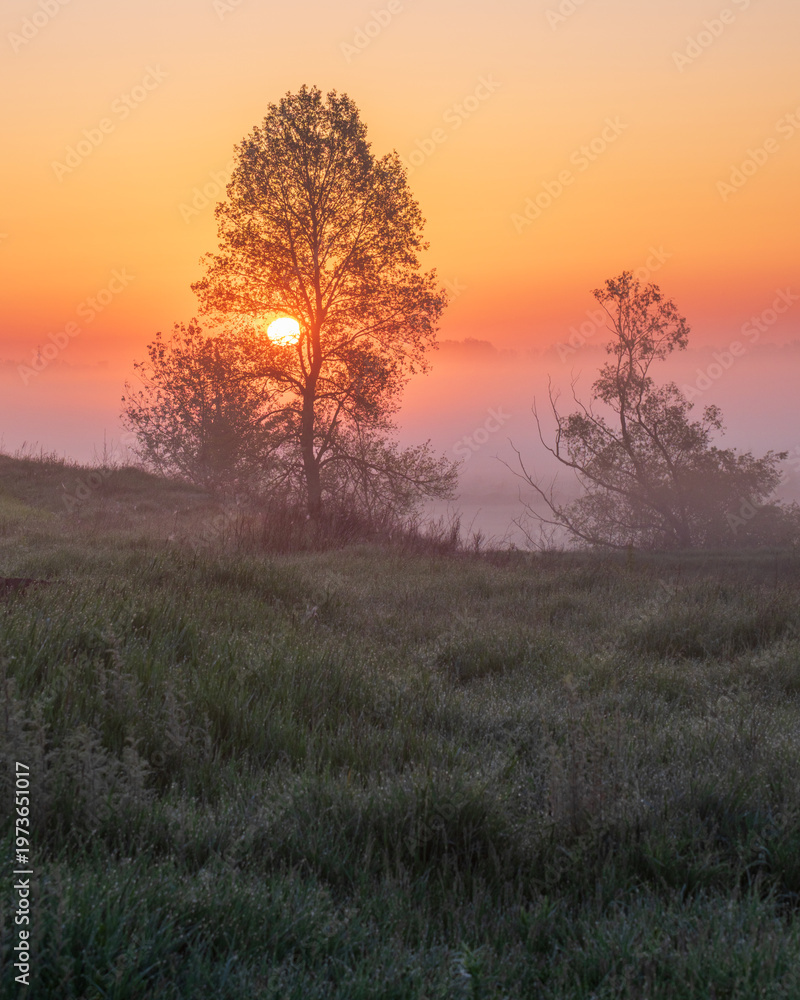 Fototapeta premium A beautiful sunrise over a misty field with trees, featuring vibrant orange and pink skies