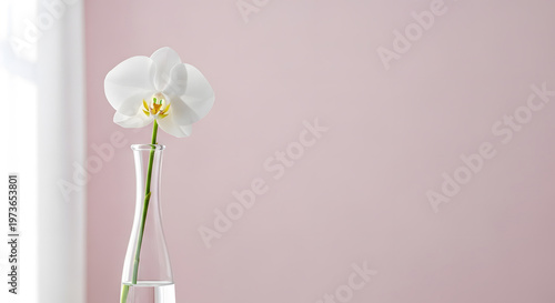 A single white orchid blossom elegantly displayed in a glass vase