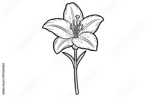 Elegant hand-drawn lily flower illustration, a botanical line art sketch capturing the delicate beauty of nature, perfect for spring designs and decorative floral elements