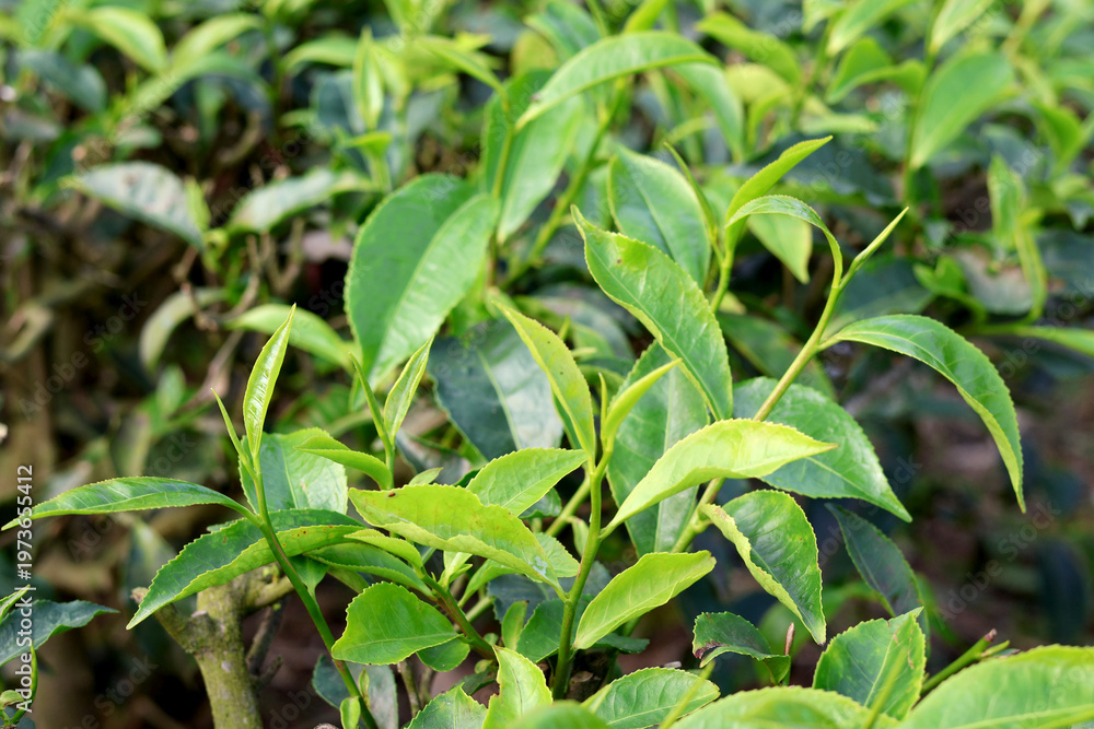 Fototapeta premium Organic Tea Leaves Growing in Eco Friendly Environment