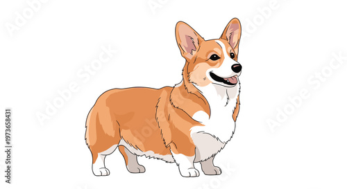 Adorable Pembroke Welsh Corgi dog standing proudly against a clean white background with a happy and alert expression.