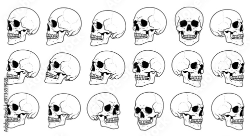 Skulls set with detailed bone structure and eye sockets in a repeating pattern, black outline illustration
