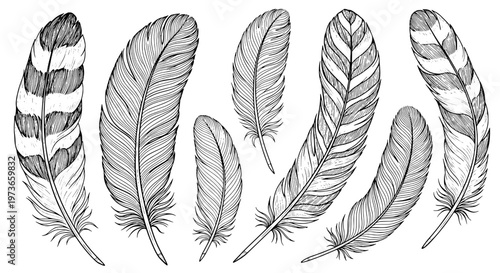 Feathers hand drawn set with black and white detailed illustrations and various shapes and sizes featuring quill, plumage, avian with decorative and