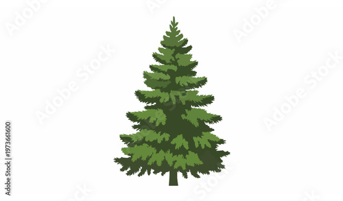 Single pine fir spruce conifer tree side view vector isolated on white background