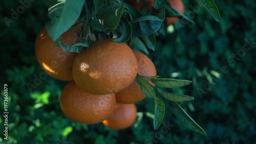 Fresh oranges hanging from tree branch with green leaves in natural outdoor setting