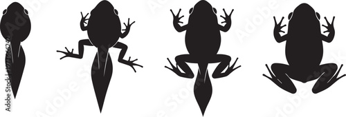 Frog life cycle stages silhouettes, from tadpole to adult frog, showing metamorphosis process, vector illustration