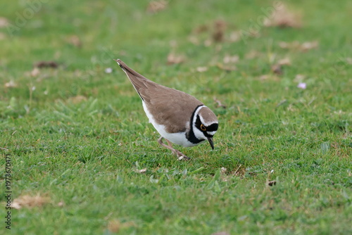 Search for food. Little Ringed Plover(Charadrius dubius)
