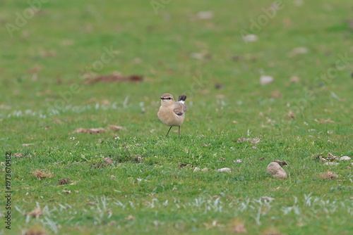 Isabelline Wheatear(Oenanthe isabellina) on the green grass