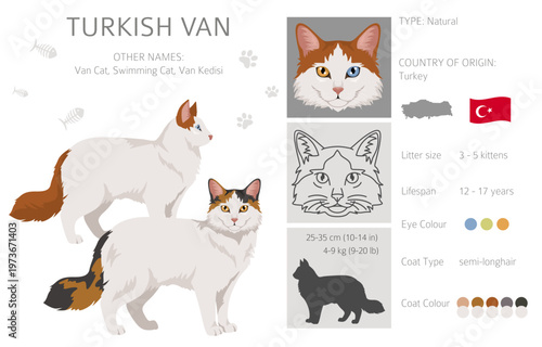 Turkish Van Cat clipart. All coat colors set.  All cat breeds characteristics infographic. Vector illustration
