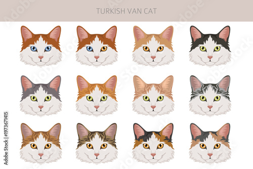 Turkish Van Cat clipart. All coat colors set.  All cat breeds characteristics infographic. Vector illustration