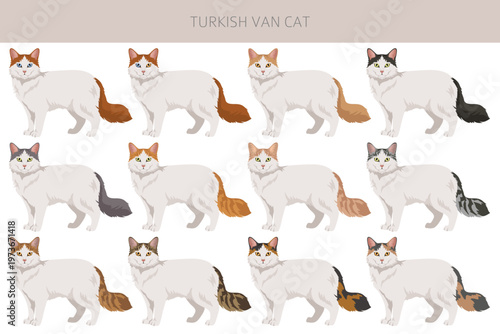 Turkish Van Cat clipart. All coat colors set.  All cat breeds characteristics infographic. Vector illustration